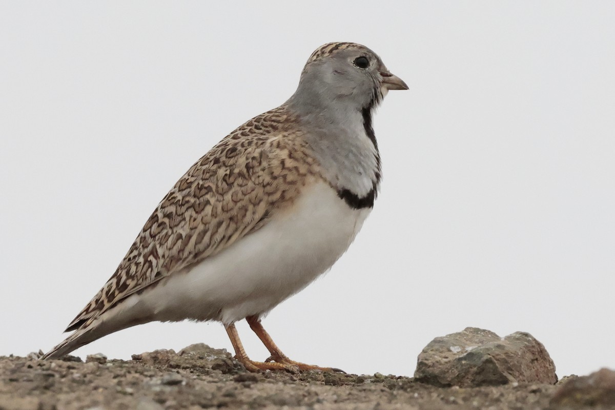 Least Seedsnipe - ML645571248