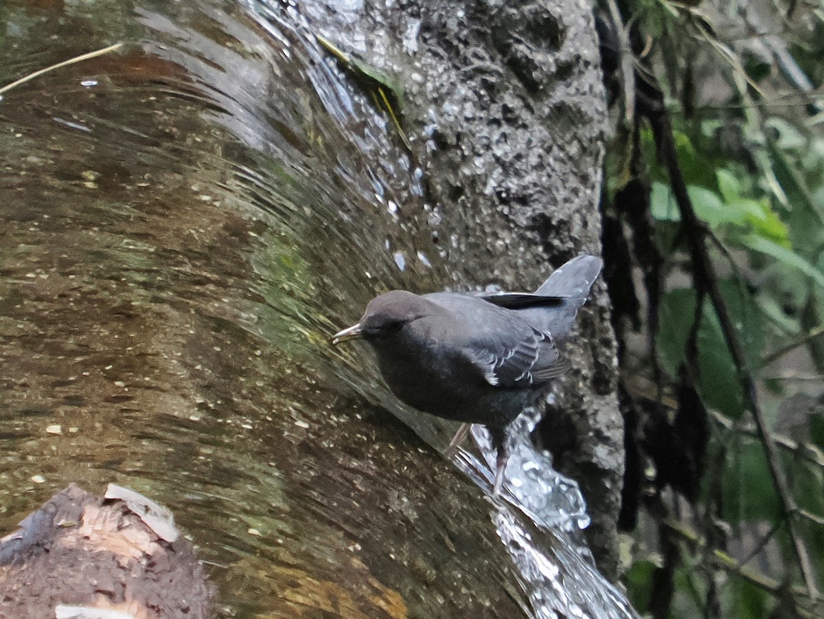 Ur-zozo iparramerikarra - ML645571251