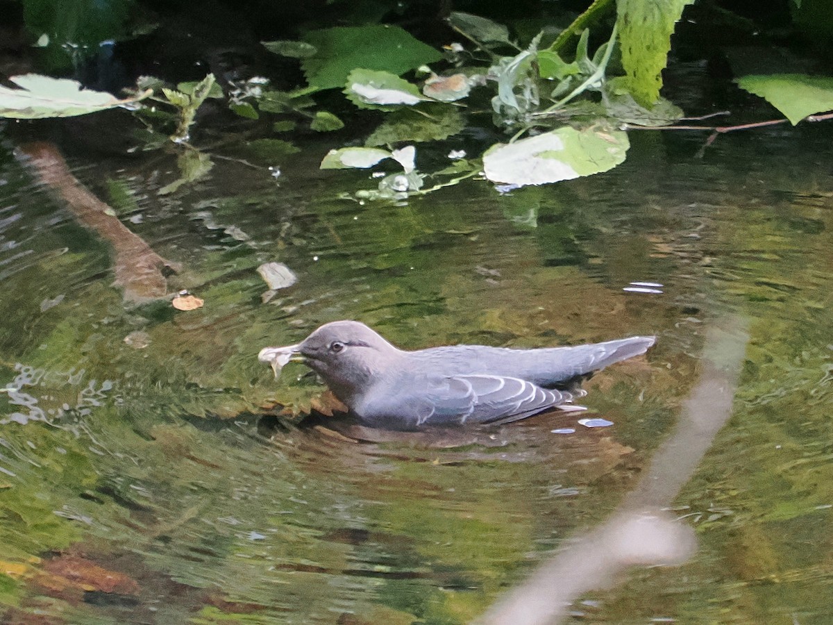 Ur-zozo iparramerikarra - ML645571252