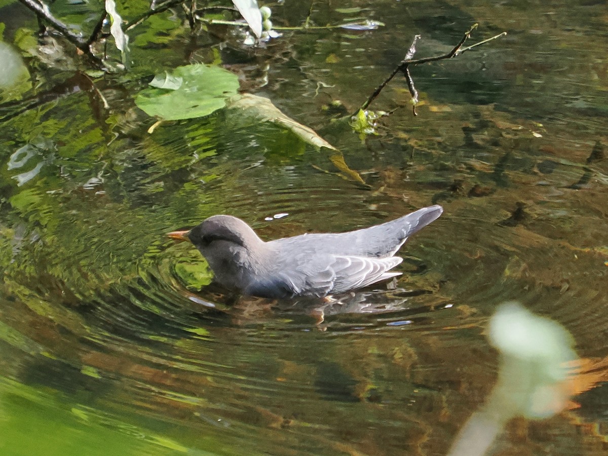 Ur-zozo iparramerikarra - ML645571253