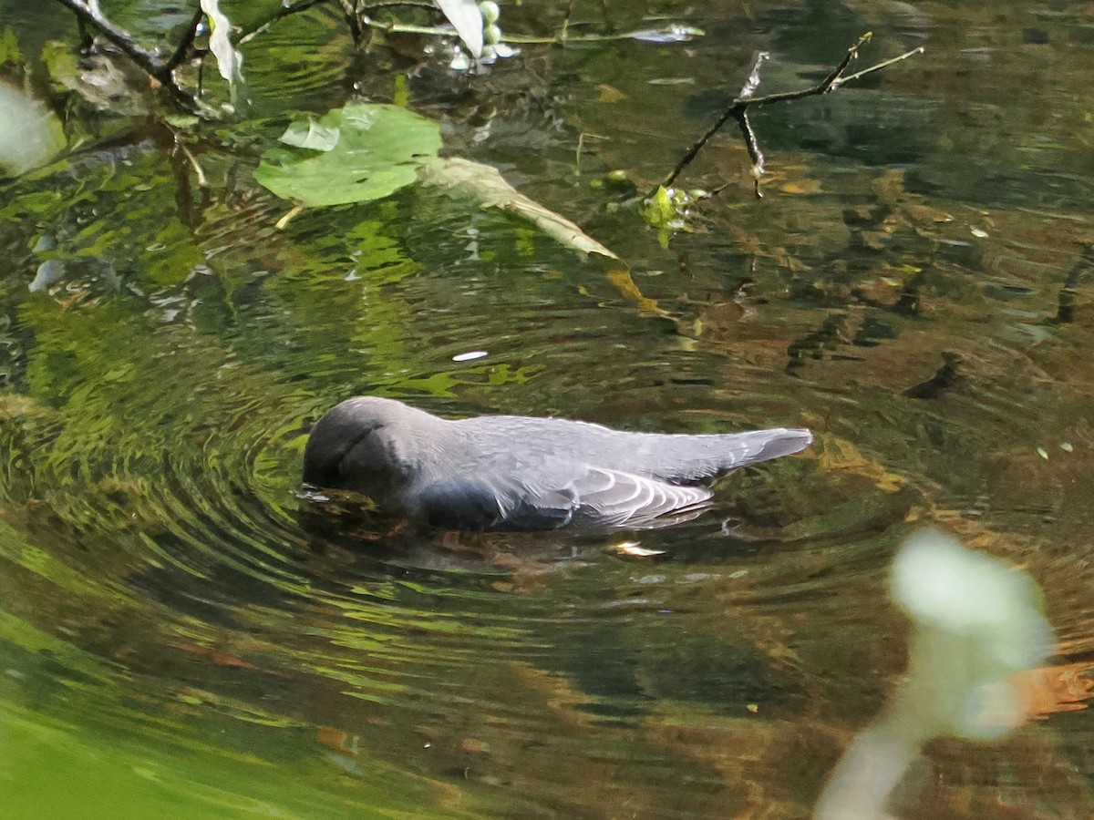 Ur-zozo iparramerikarra - ML645571254