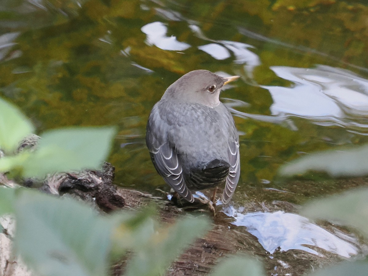 Ur-zozo iparramerikarra - ML645571255