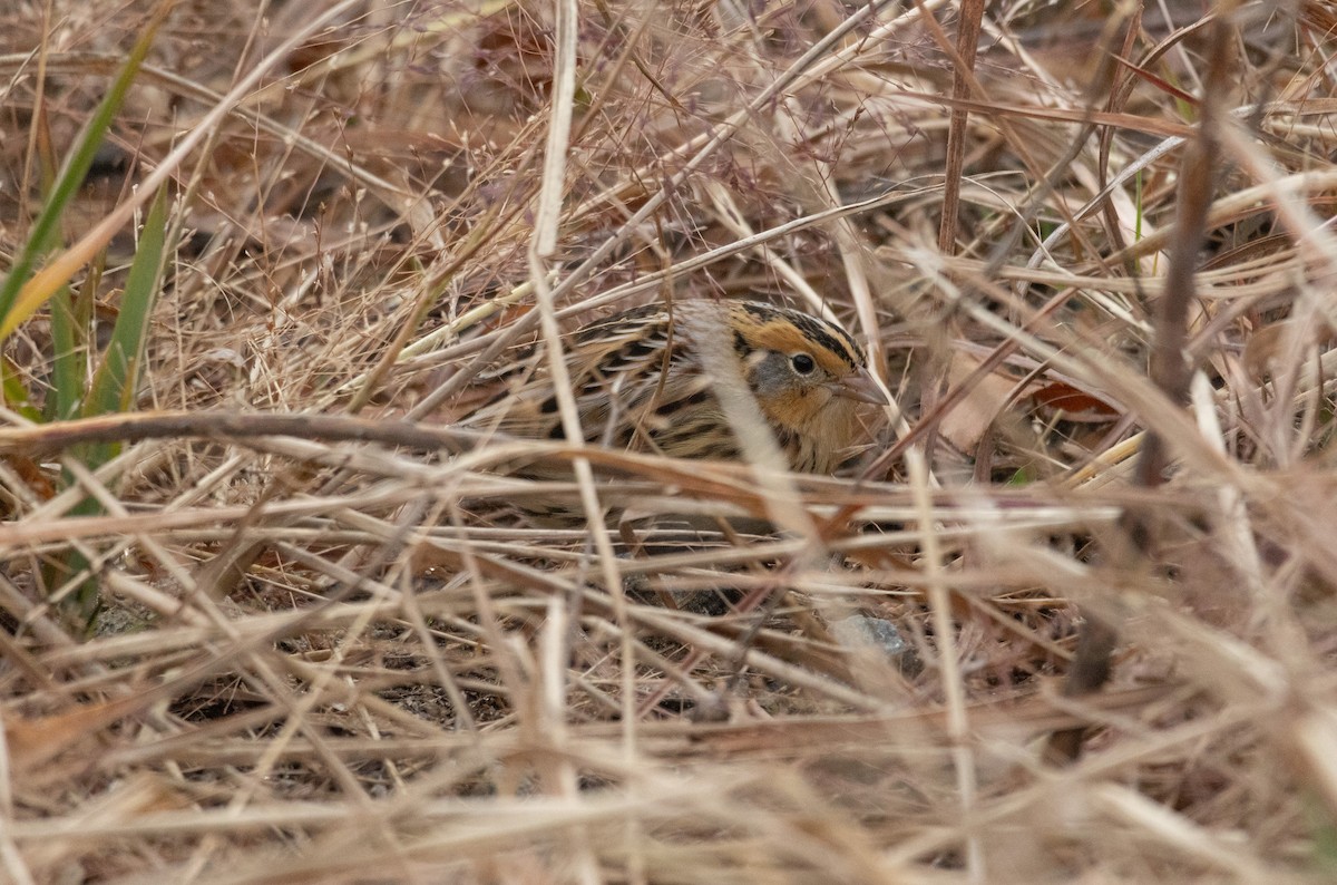 LeConte's Sparrow - ML645571256