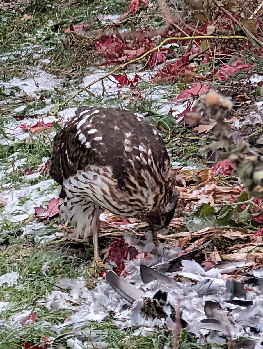Cooper's Hawk - ML645571257