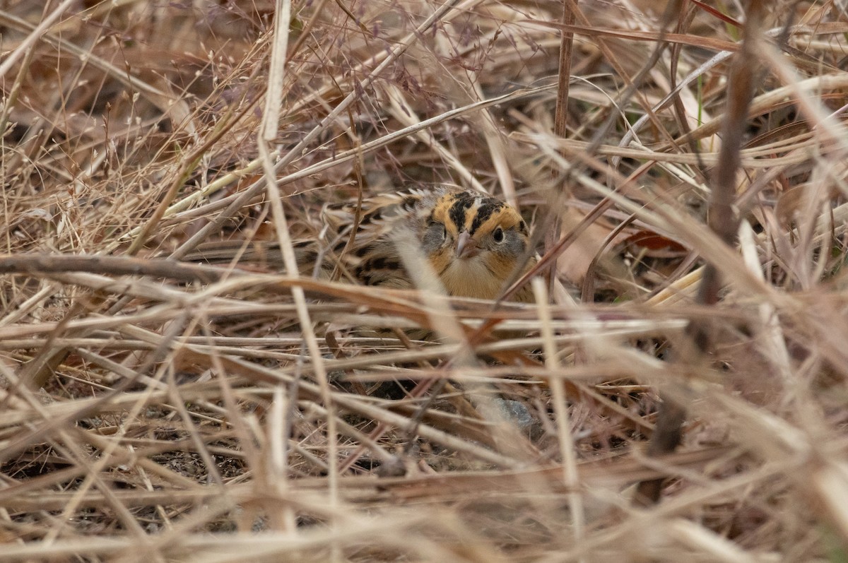 LeConte's Sparrow - ML645571258