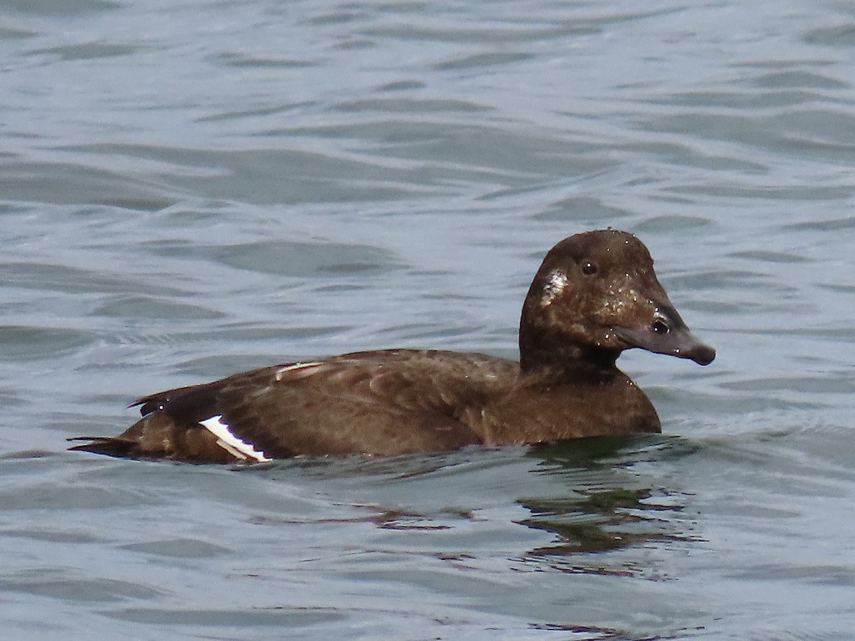 White-winged Scoter - ML645571259