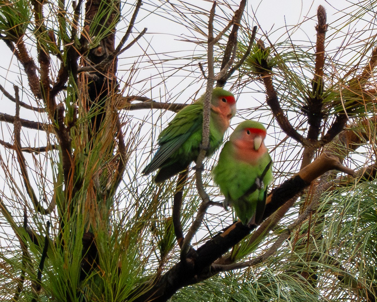 Rosy-faced Lovebird - ML645571260