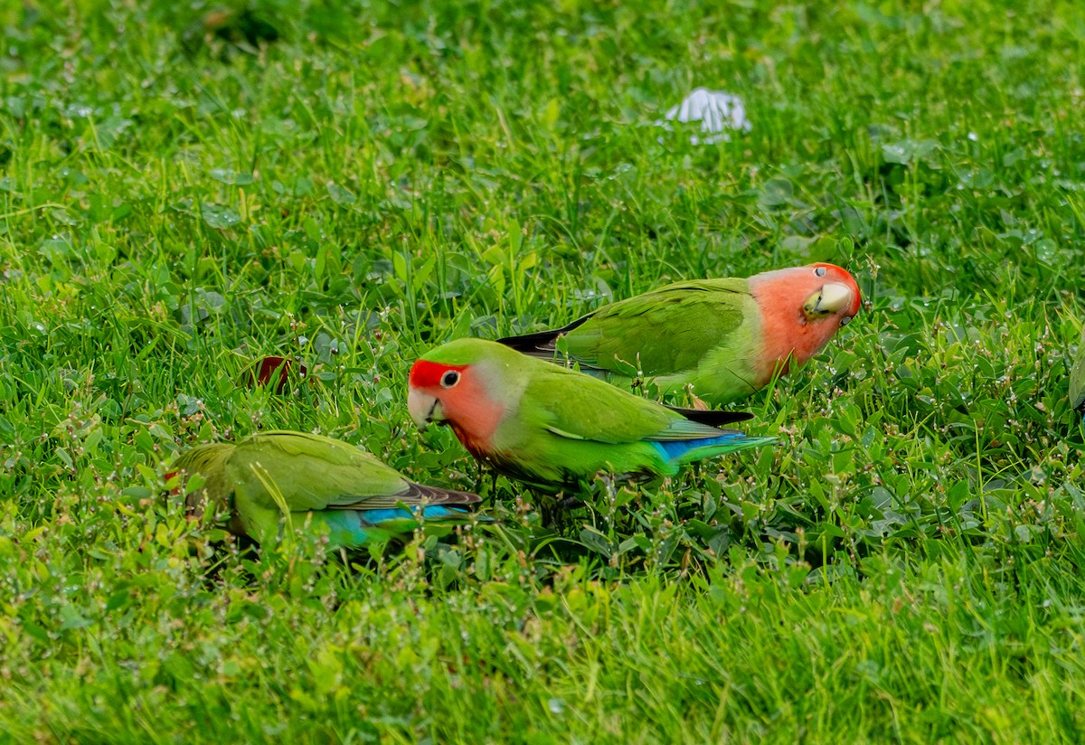 Rosy-faced Lovebird - ML645571261