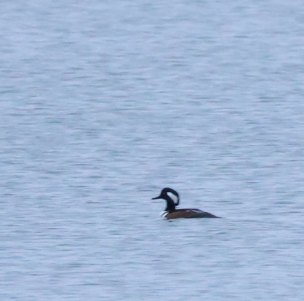 Hooded Merganser - ML645571262