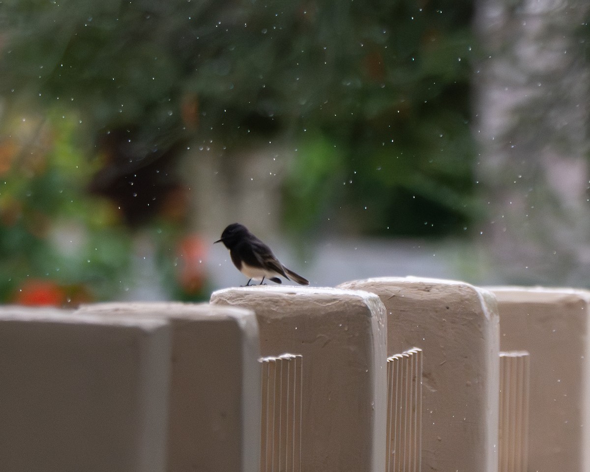 Black Phoebe - ML645571264