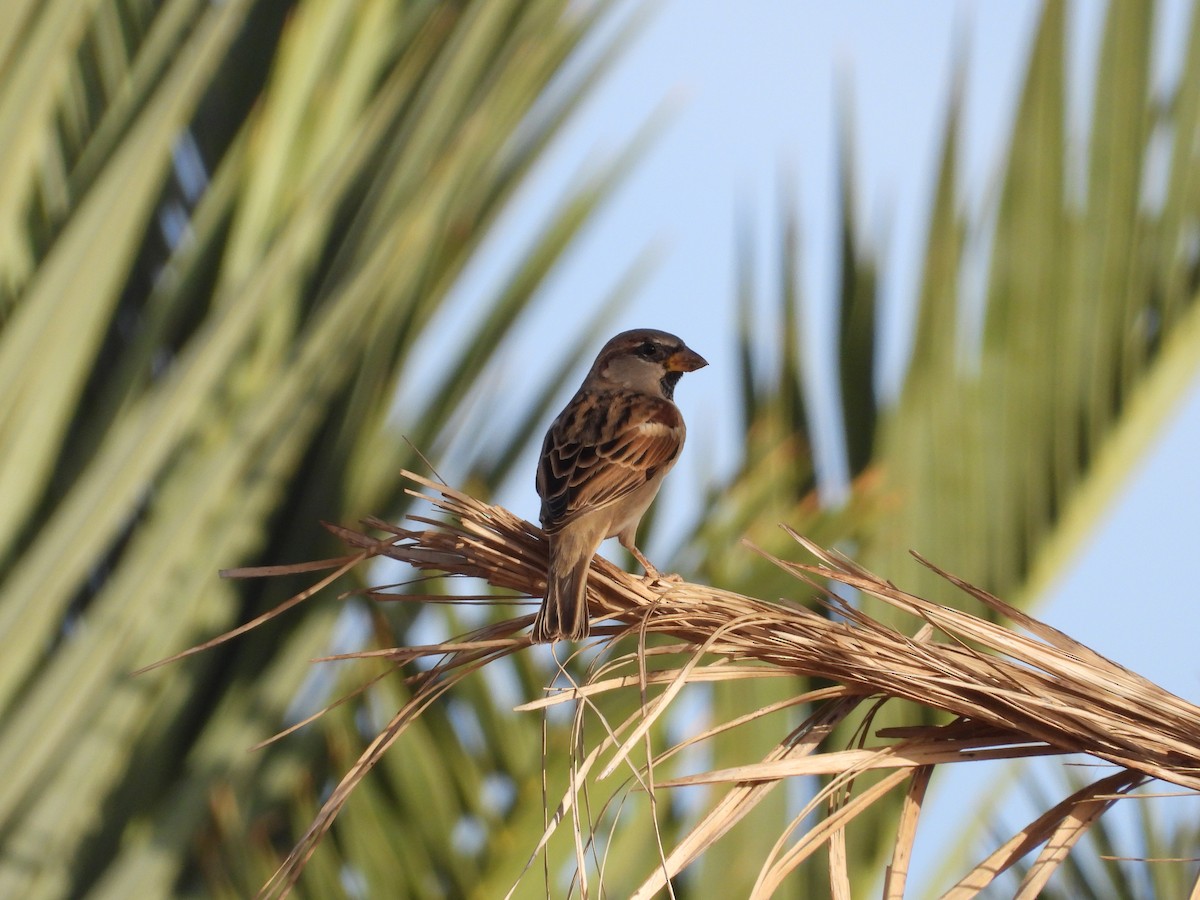 House Sparrow - ML645571265