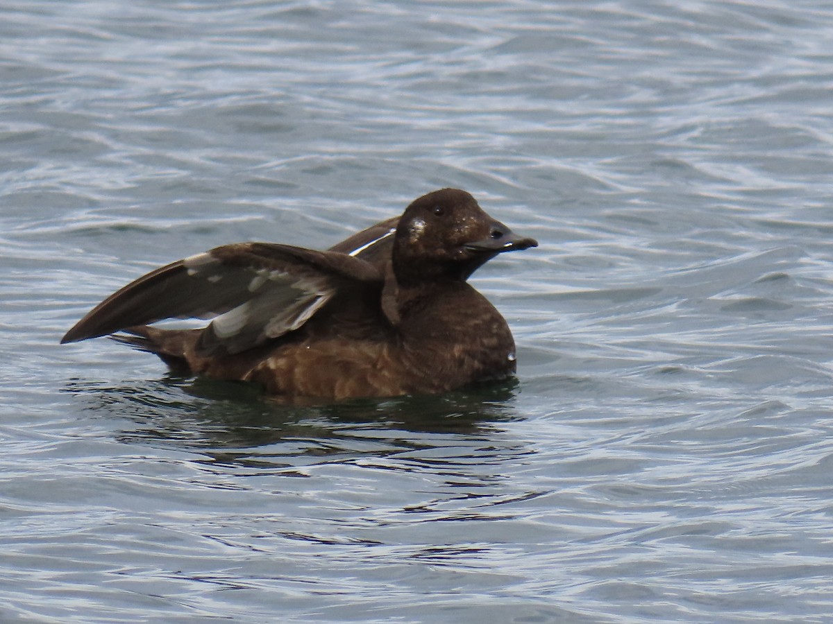 White-winged Scoter - ML645571266