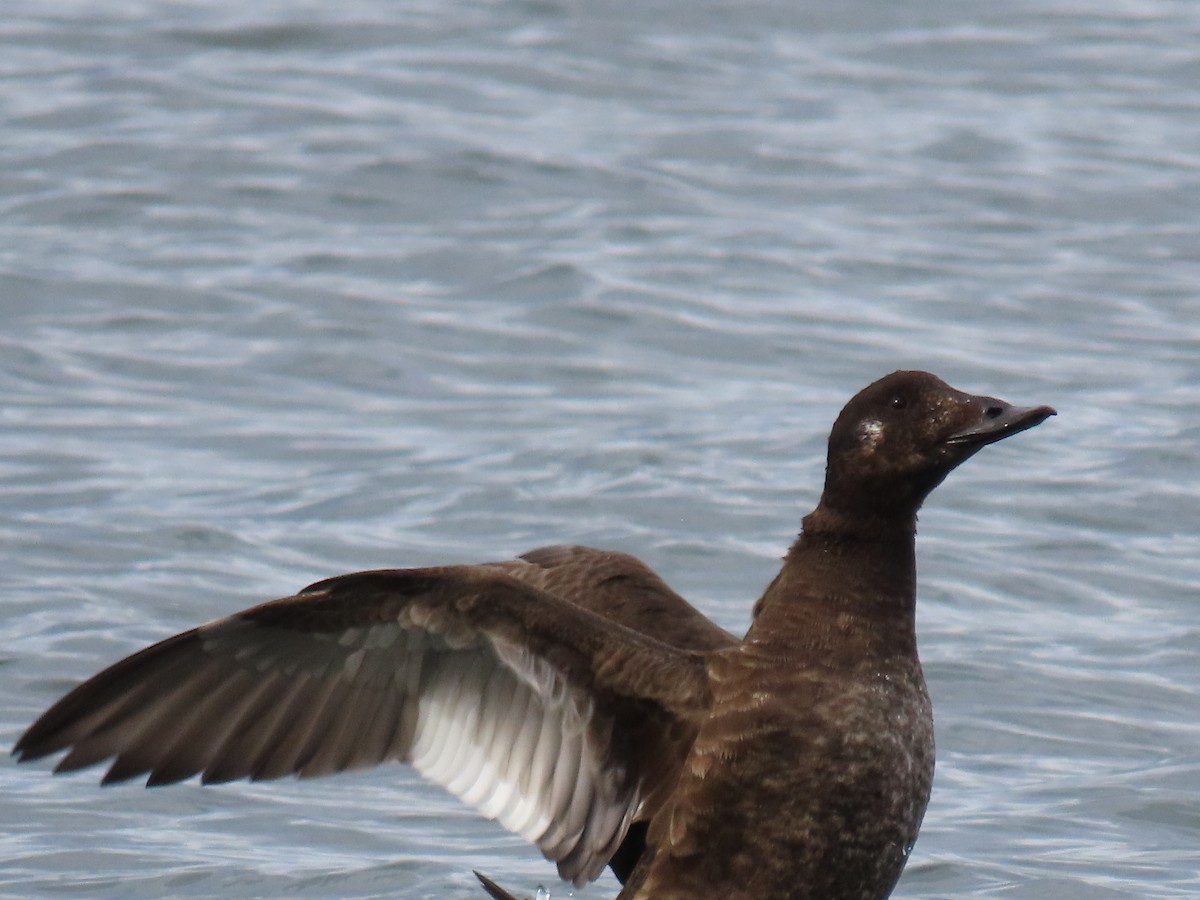 White-winged Scoter - ML645571268