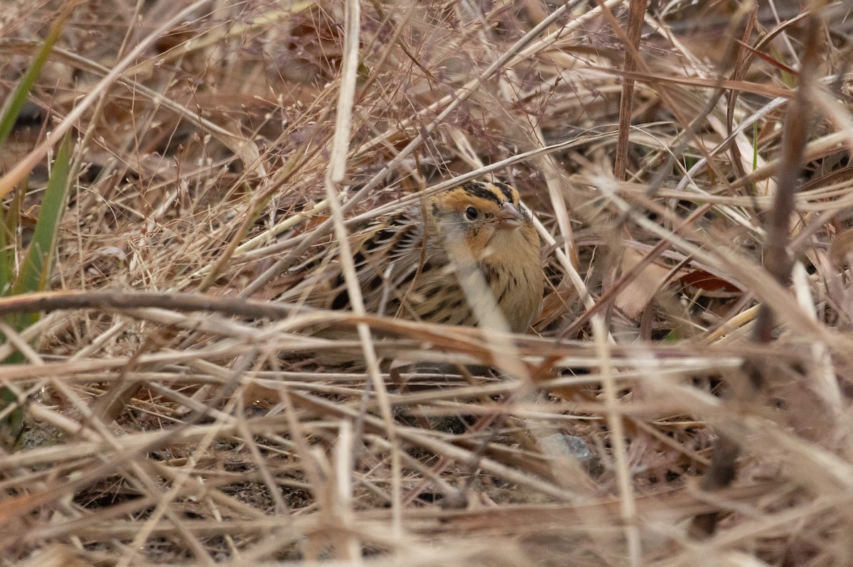 LeConte's Sparrow - ML645571269