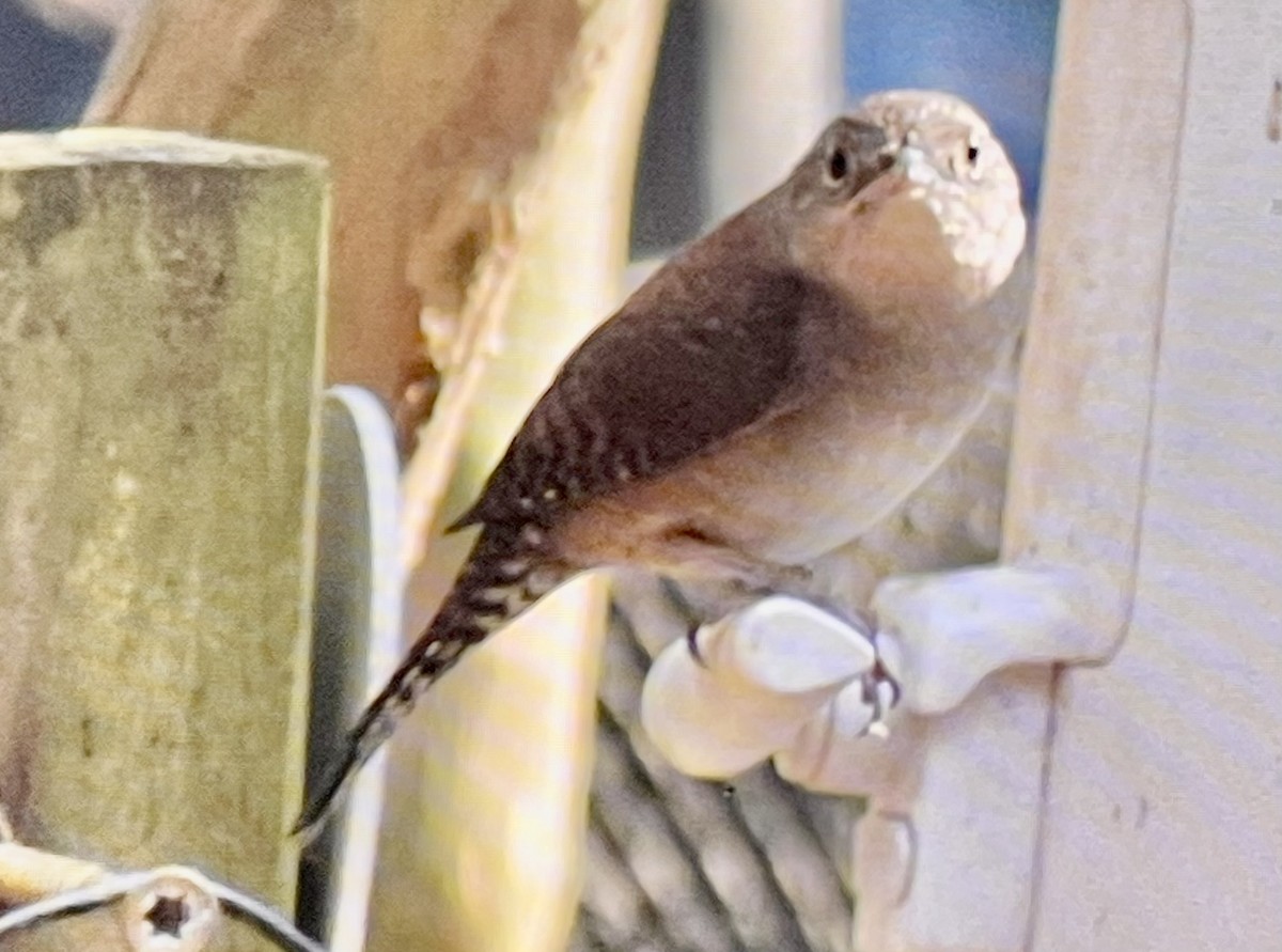 Northern House Wren (Northern) - ML645571274