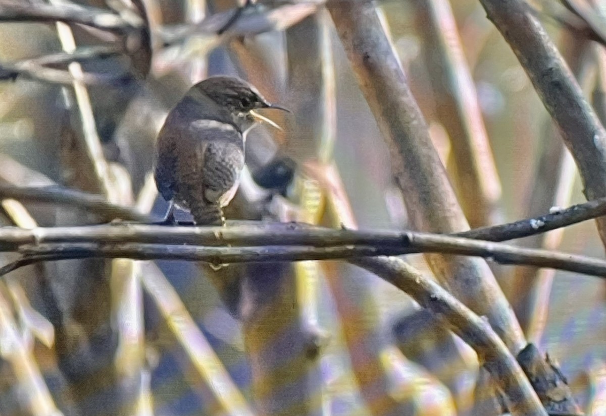 Northern House Wren (Northern) - ML645571275