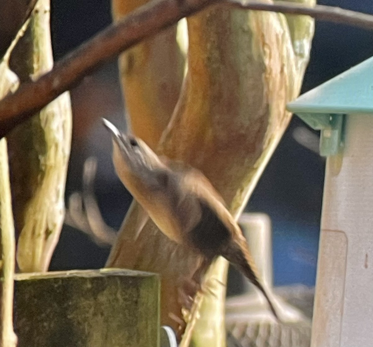 Northern House Wren (Northern) - ML645571276