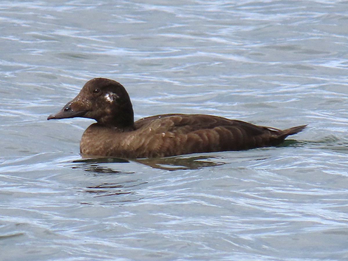 White-winged Scoter - ML645571277