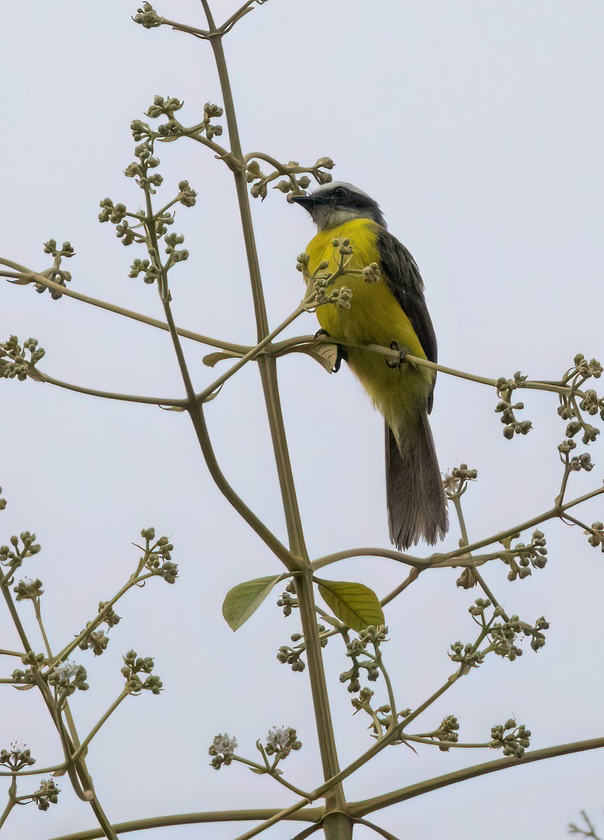 Sosyal Tiran - ML645571279