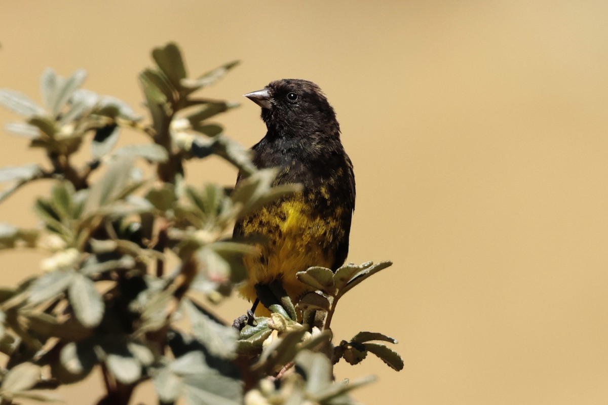 Black Siskin - ML645571282