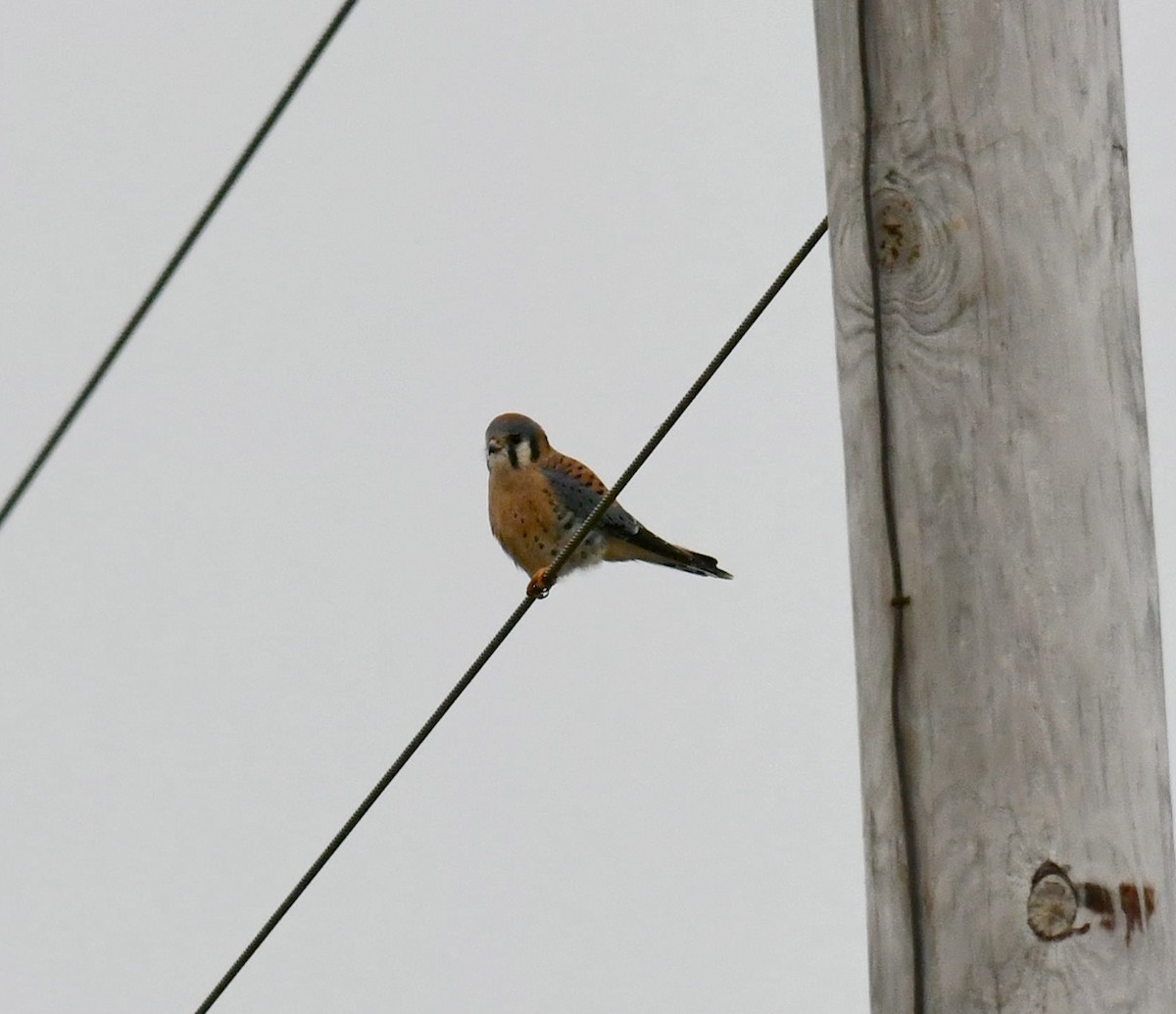 American Kestrel - ML645571285