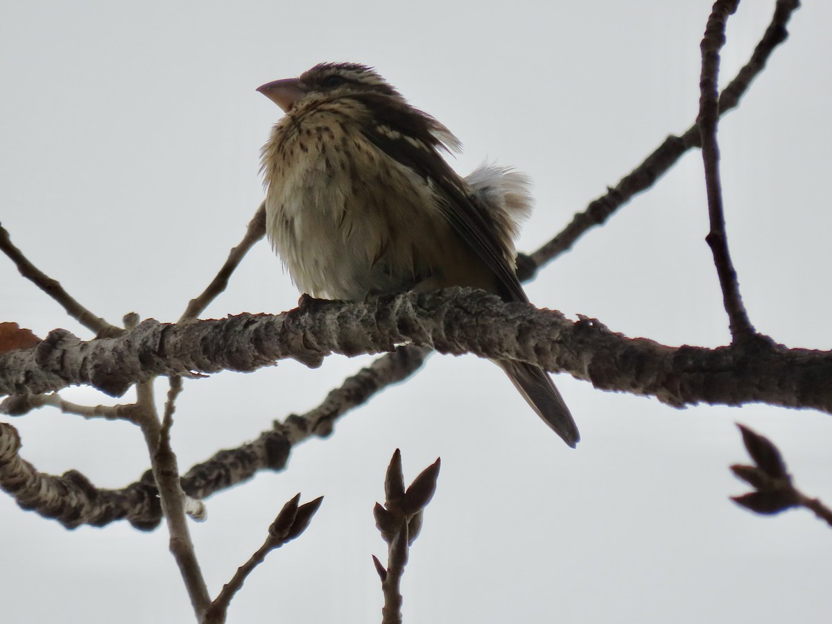 Rose-breasted Grosbeak - ML645571289