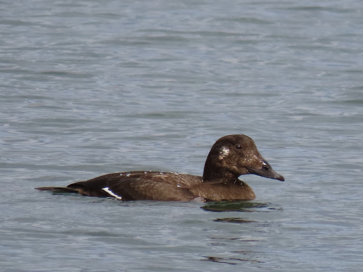 White-winged Scoter - ML645571290