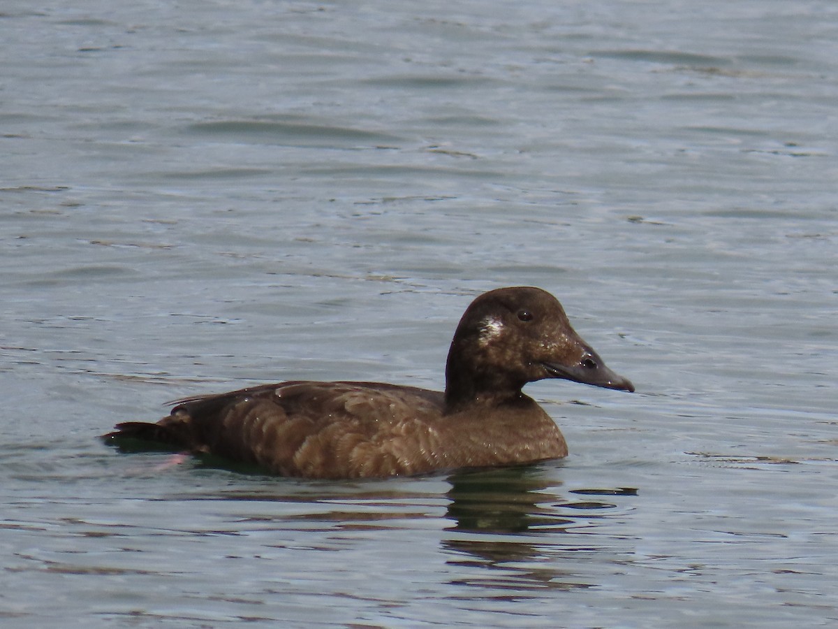 White-winged Scoter - ML645571294