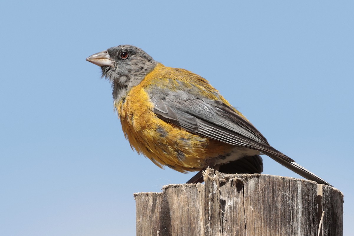 Peru And İspinozu - ML645571296