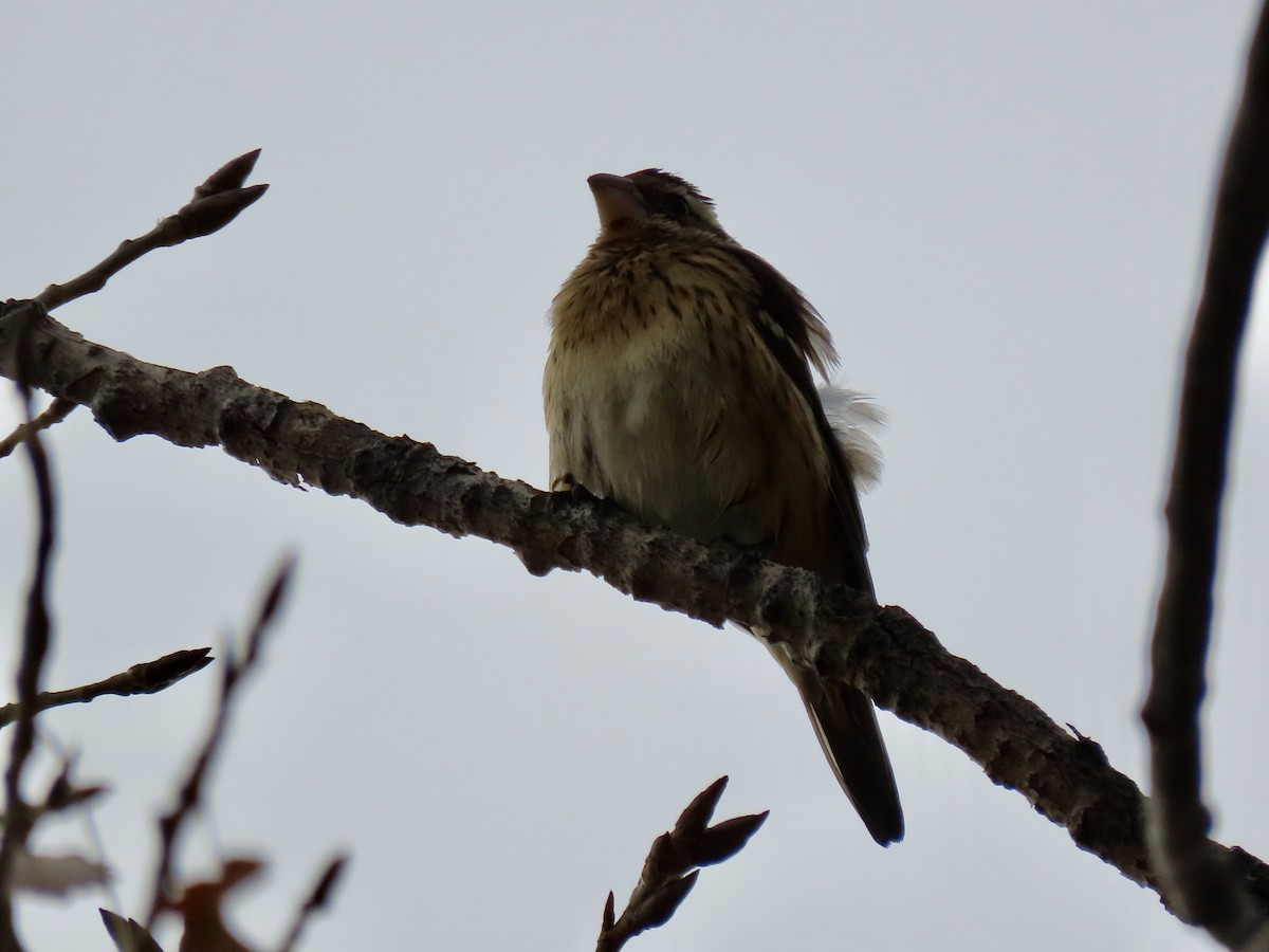 Rose-breasted Grosbeak - ML645571297