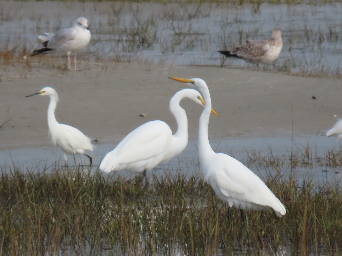 大白鷺 - ML645571308