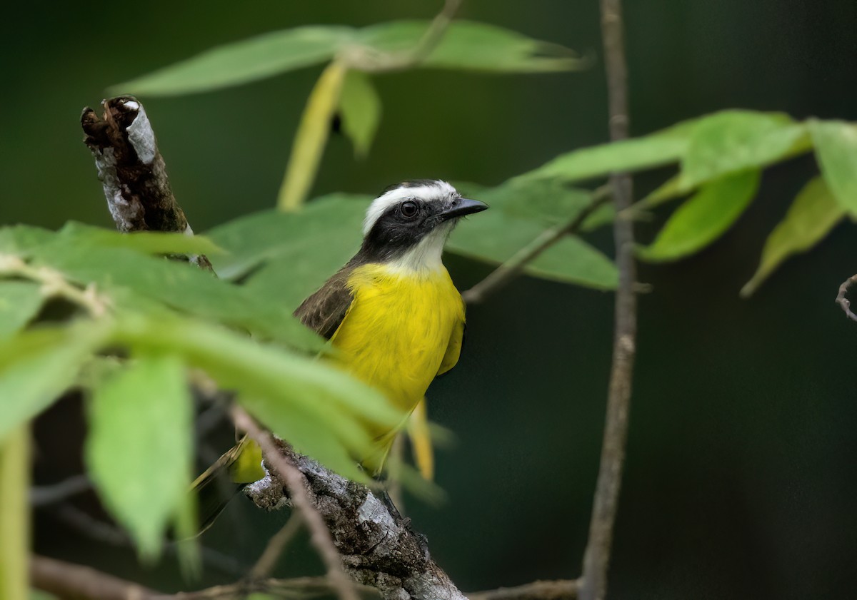 Rusty-margined Flycatcher - ML645571310