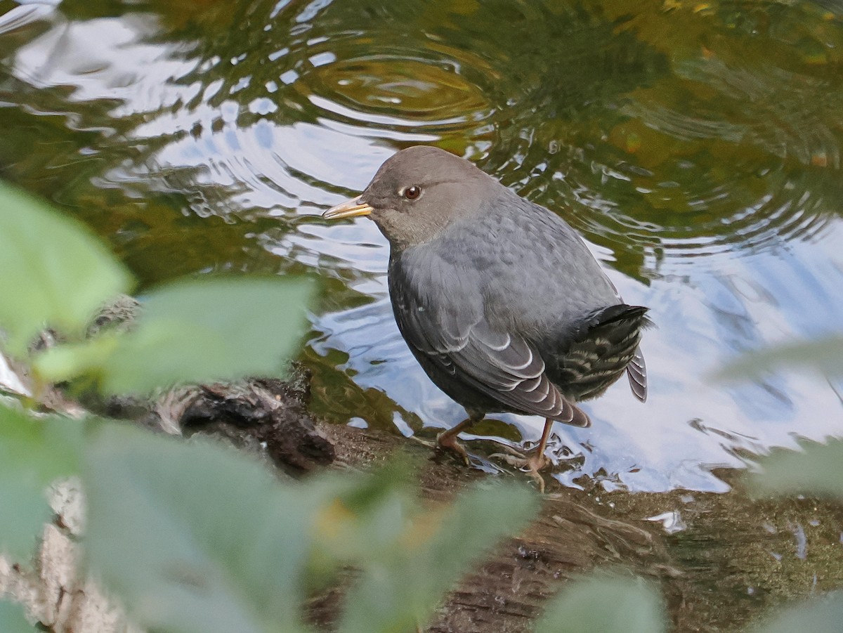 Ur-zozo iparramerikarra - ML645571313