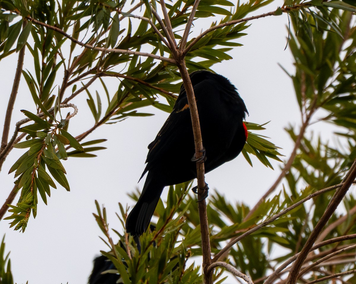 Red-winged Blackbird - ML645571325