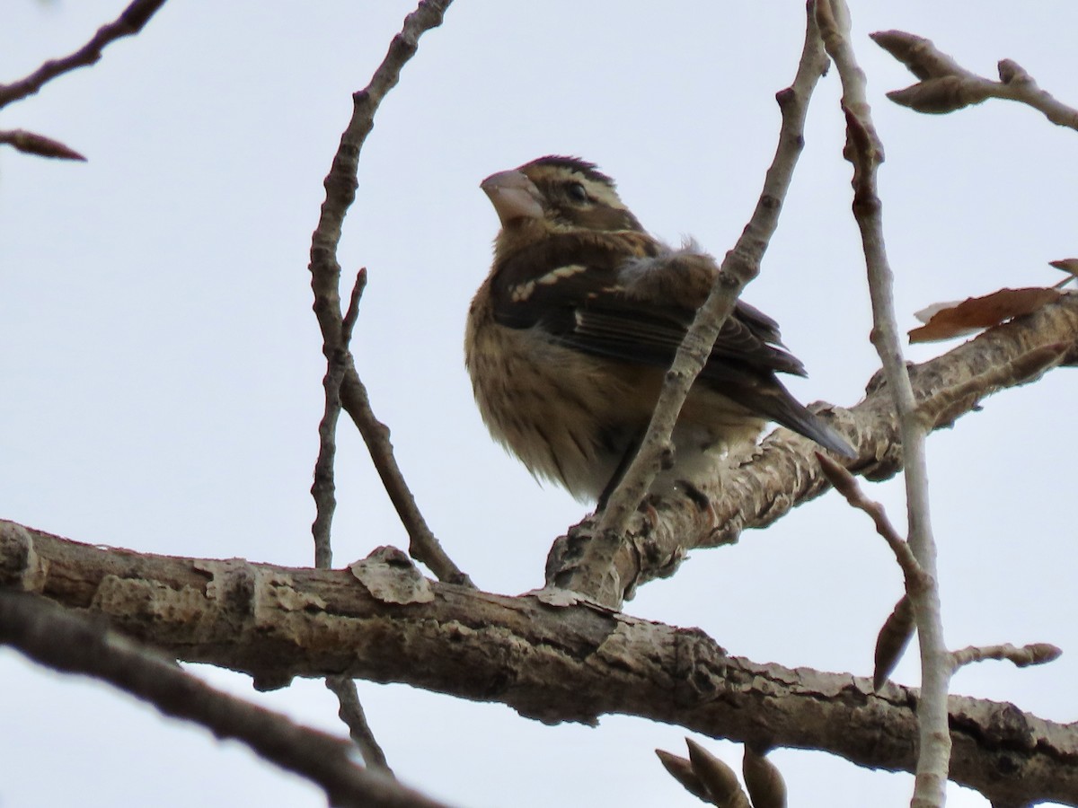 Rose-breasted Grosbeak - ML645571326