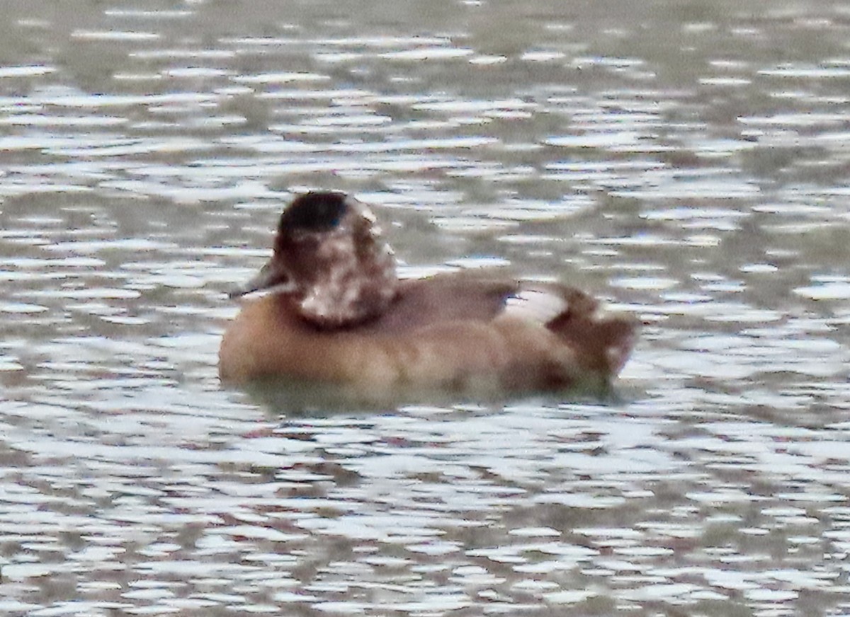 Redhead - ML645571329