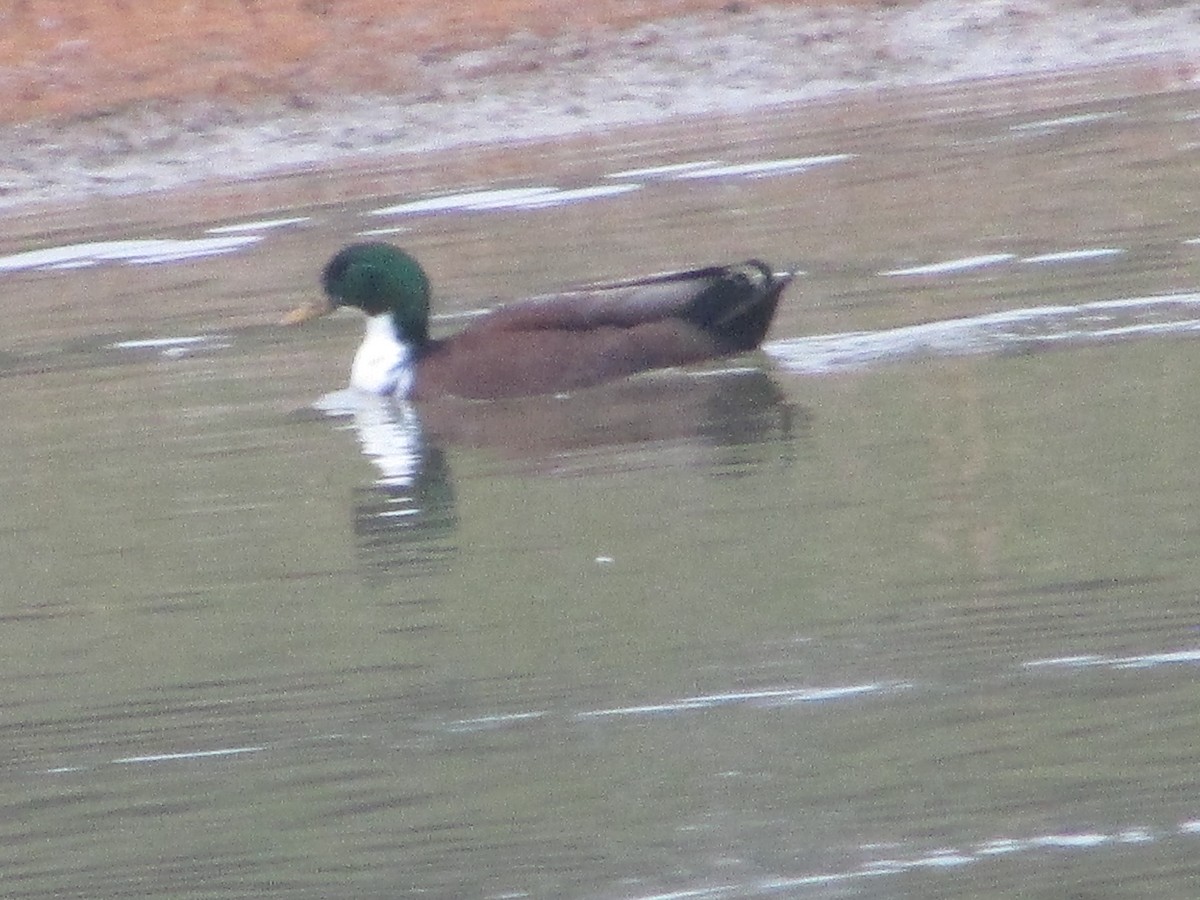 綠頭鴨(馴化) - ML645571330