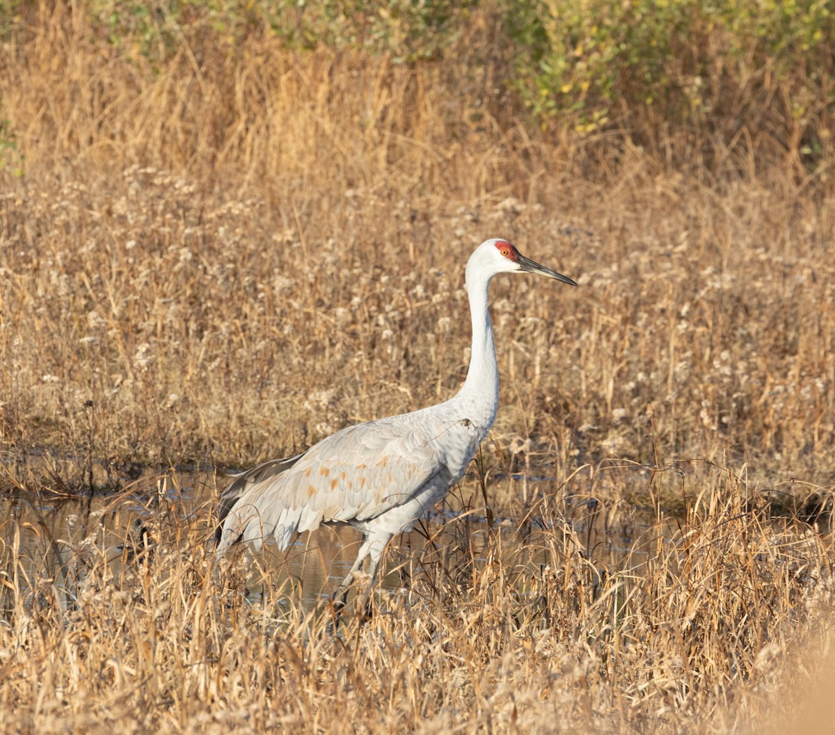 沙丘鶴 - ML645571331