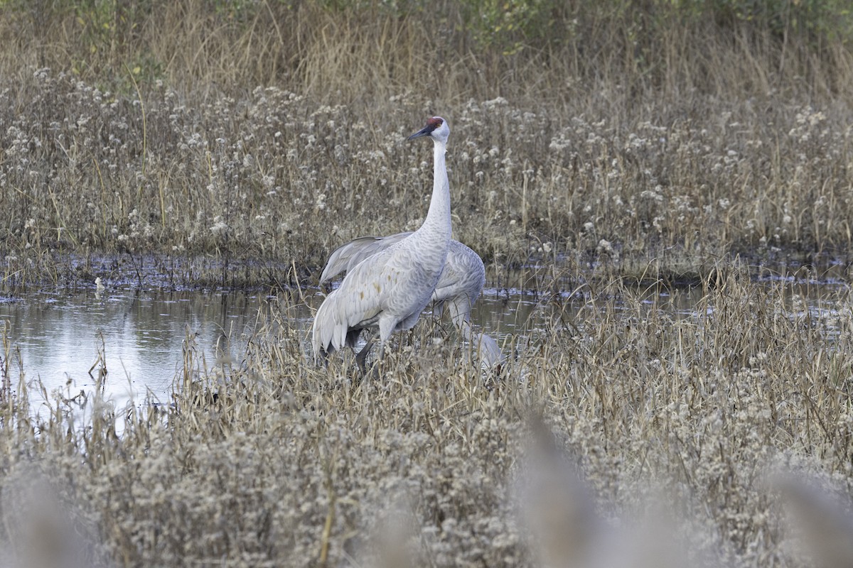 沙丘鶴 - ML645571332