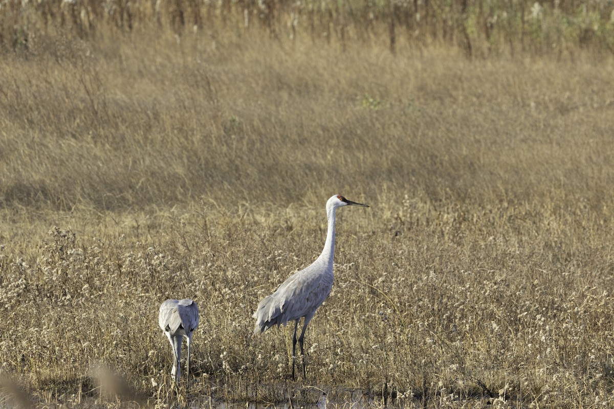 沙丘鶴 - ML645571333