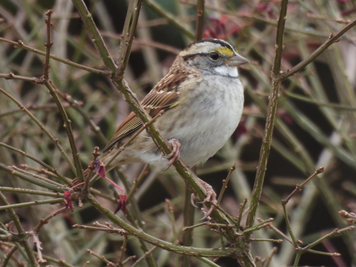 White-throated Sparrow - ML645571334