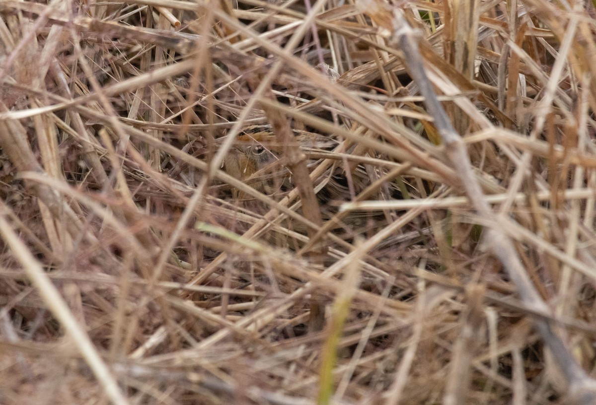LeConte's Sparrow - ML645571335
