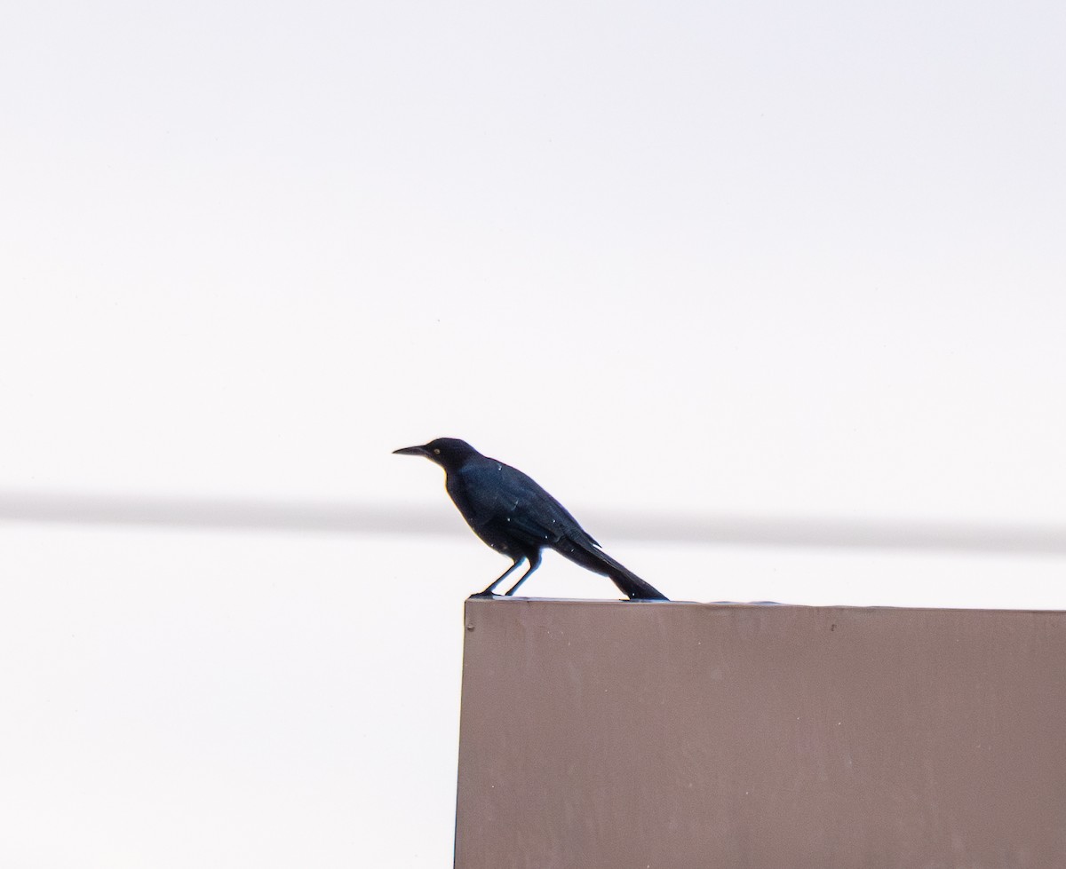 Great-tailed Grackle - ML645571336