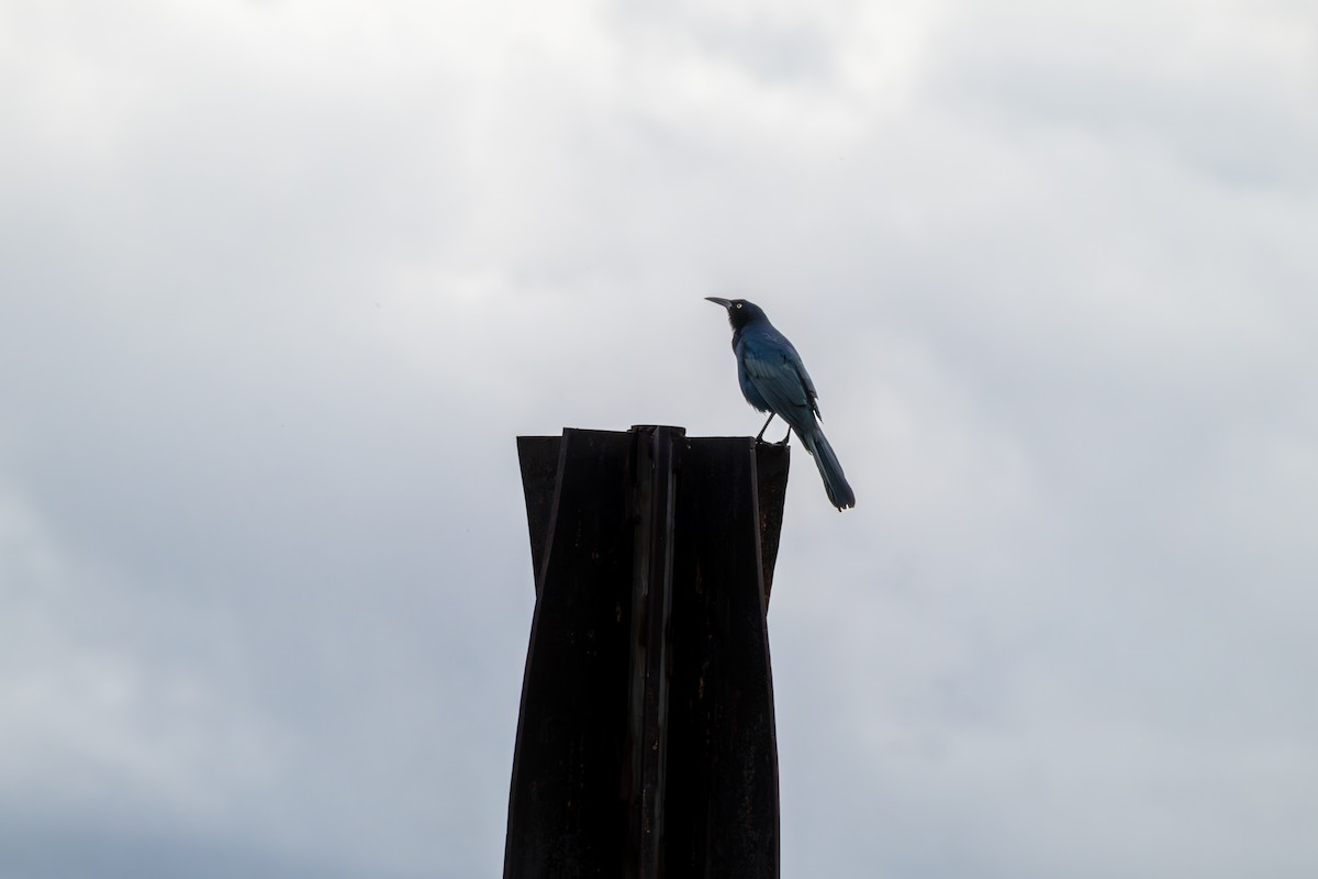 Great-tailed Grackle - ML645571337