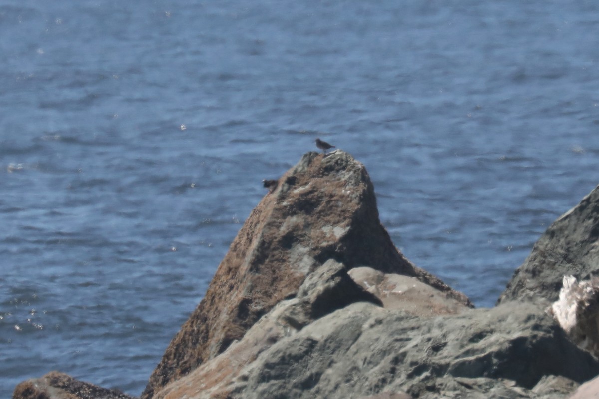 美洲黃足鷸 - ML645571338