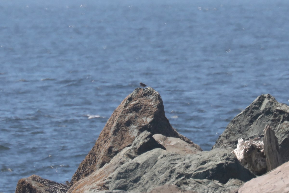 美洲黃足鷸 - ML645571339