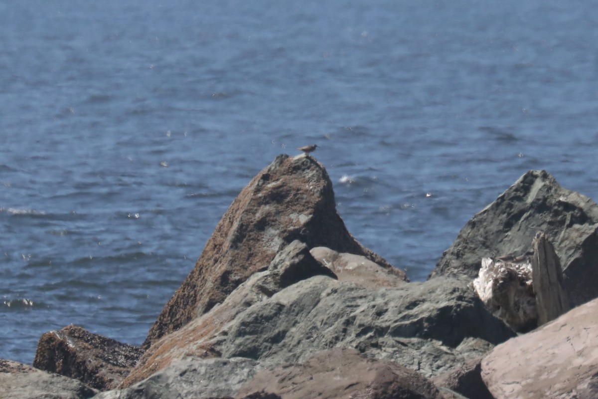 美洲黃足鷸 - ML645571340