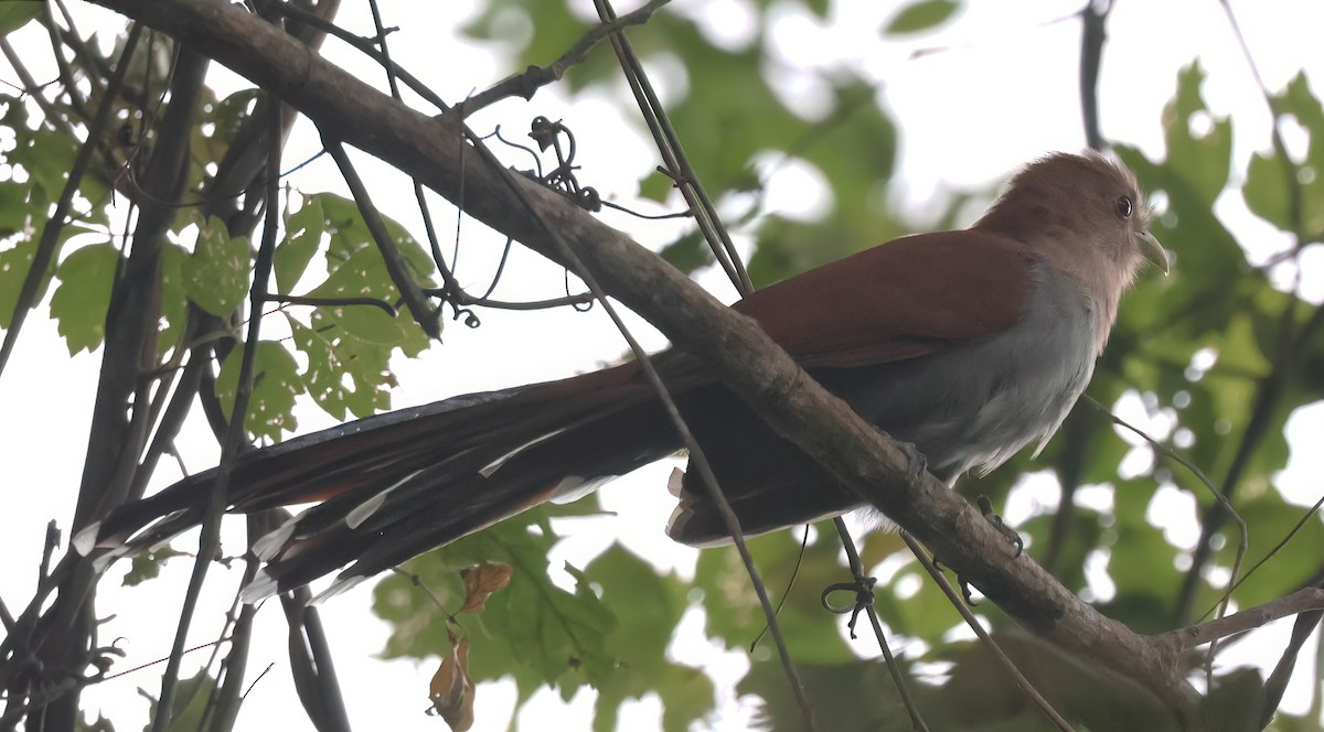 Common Squirrel-Cuckoo - ML645571341