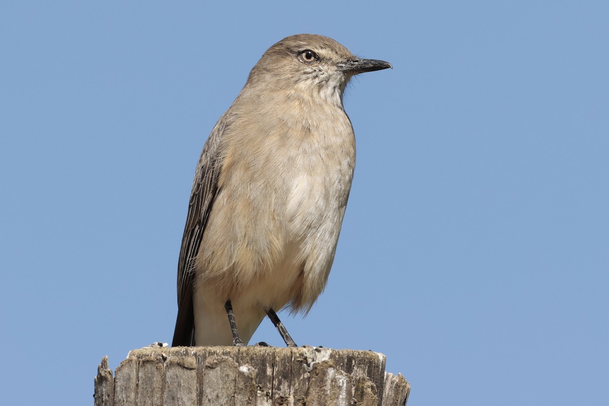 Black-billed Shrike-Tyrant - ML645571342