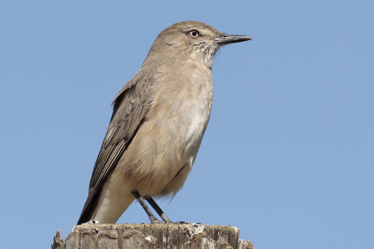 Black-billed Shrike-Tyrant - ML645571343